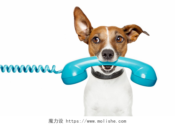 白色背景上一只狗狗叼着蓝色电话筒电话上的看旁边的狗